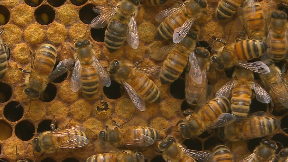 Keep Calm and... Tend to 20,000 Bees | Backyard Nature | Cascade PBS