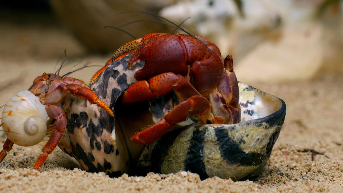 How Hermit Crabs Choose Their Shells | Cascade PBS