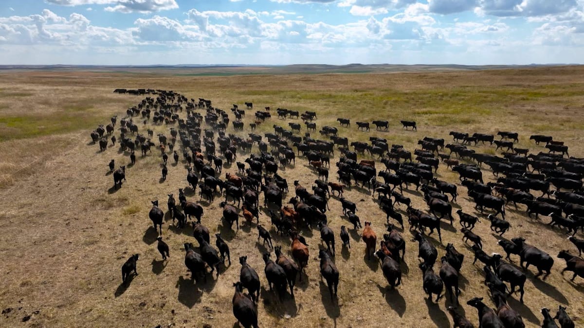 South Dakota Cattle Ranch | Cascade PBS