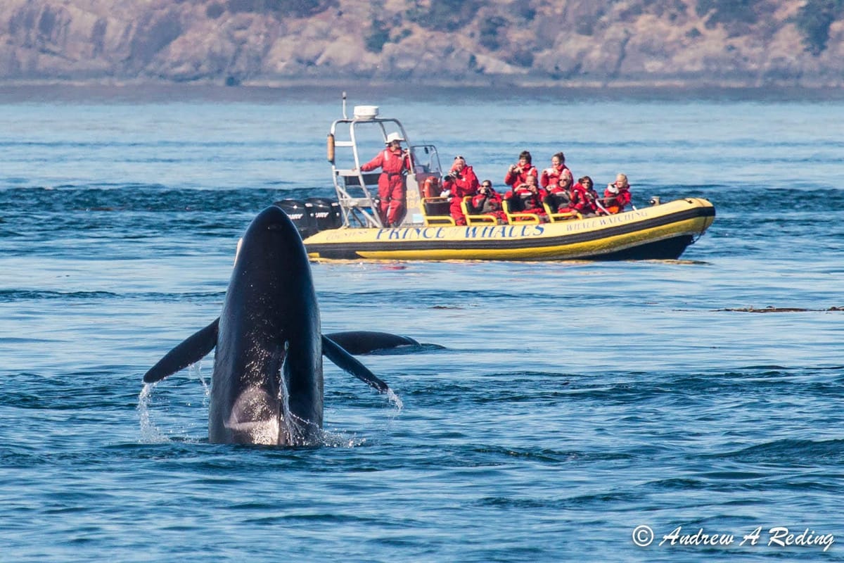 Orca Pendleton Do local orcas need a room of their own? | Cascade PBS