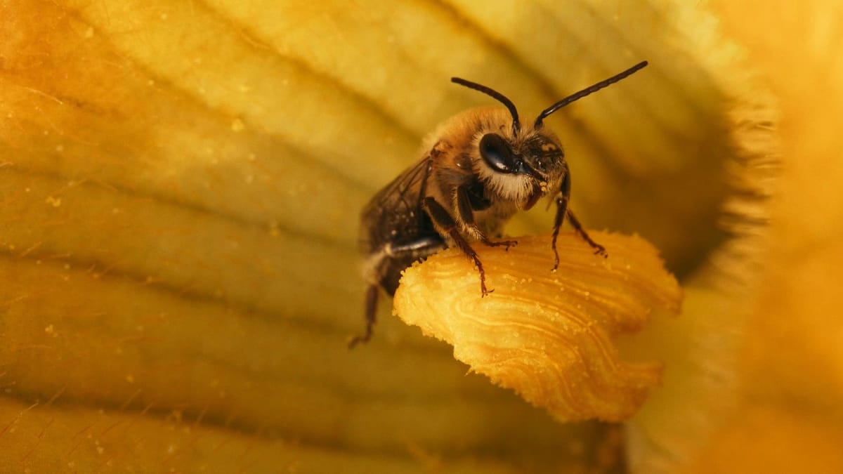 Swashed Bees The Secret Life of Squash Bees | Cascade PBS