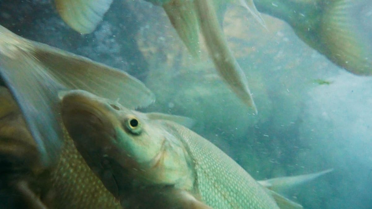 Tag, You're It: Tracking the Grand Canyon's Toughest Fish | Cascade PBS