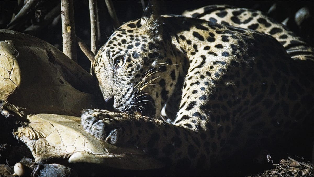 How a Jaguar's Hunt Feeds a Forest | Cascade PBS