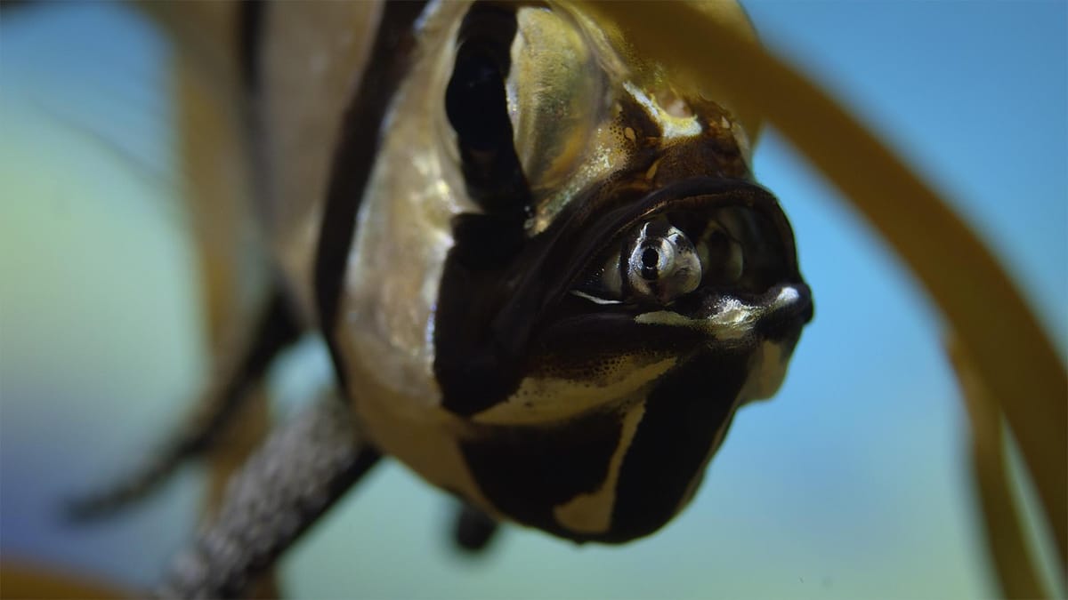 A Father Fish Starves to Protect His Young | Cascade PBS