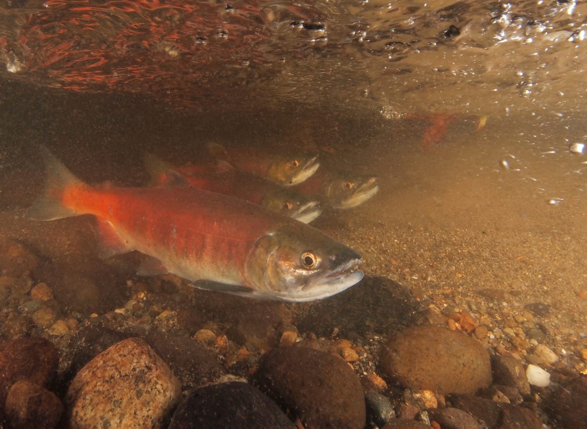 Save Red Fish How saving a little red fish led to an urban refuge | Cascade PBS