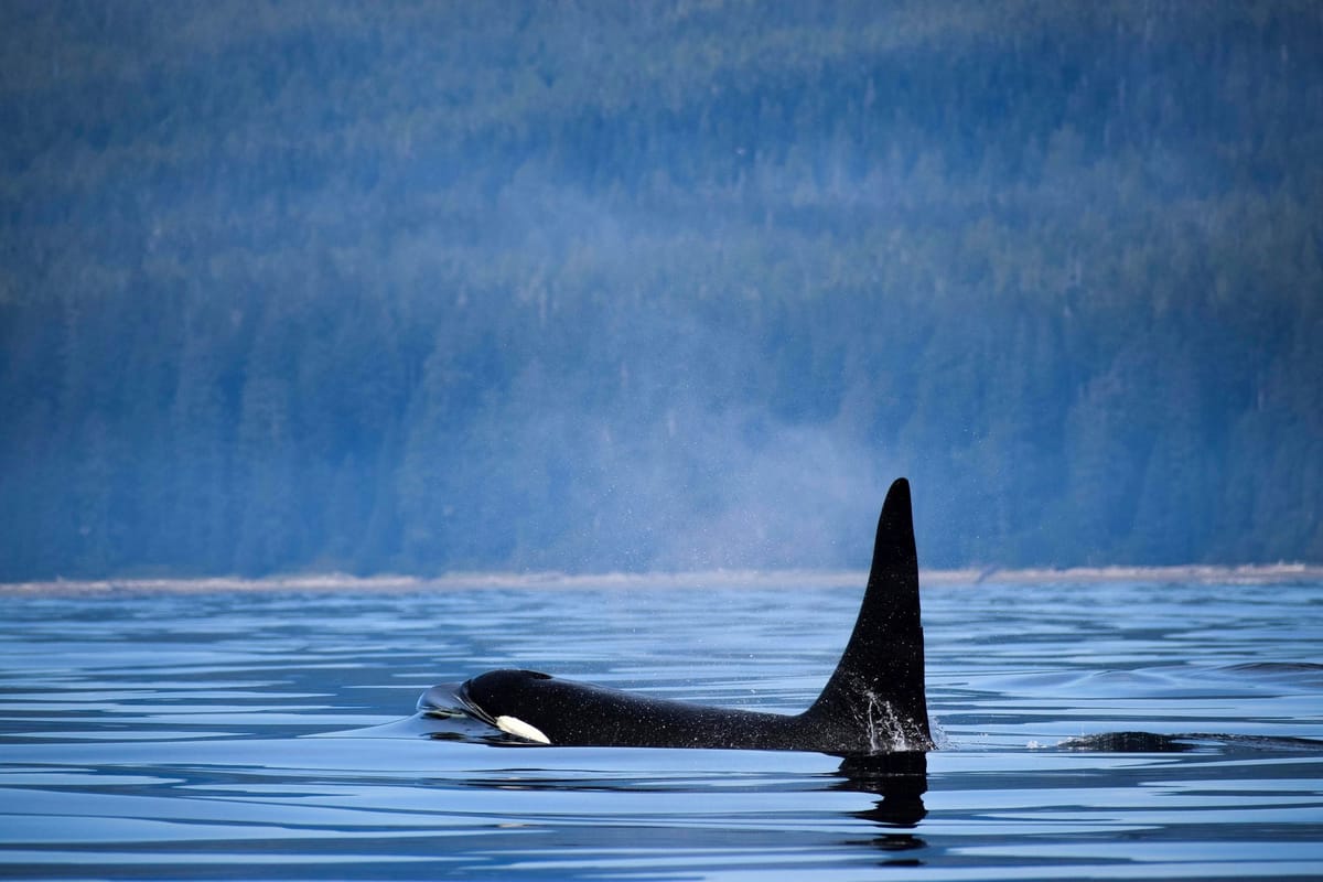 Save the orcas? We’ll have to do this one, radical thing | Cascade PBS