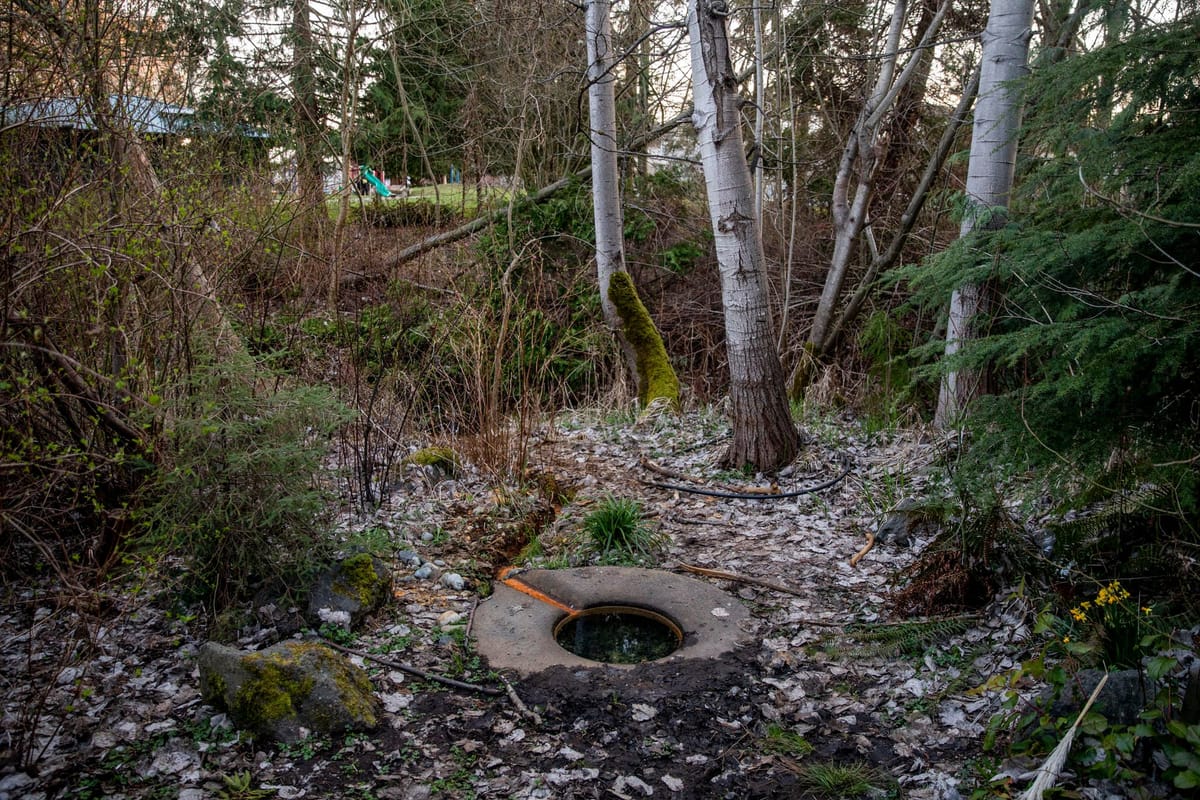 Native American Spring Spawn In North Seattle, Native people reclaim a whitewashed spring | Cascade PBS