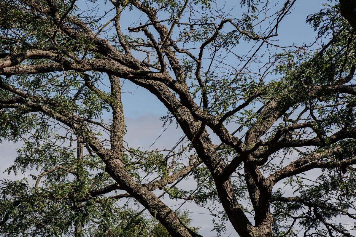 Inside the tumultuous debate behind Seattle’s tree ordinance | Cascade PBS