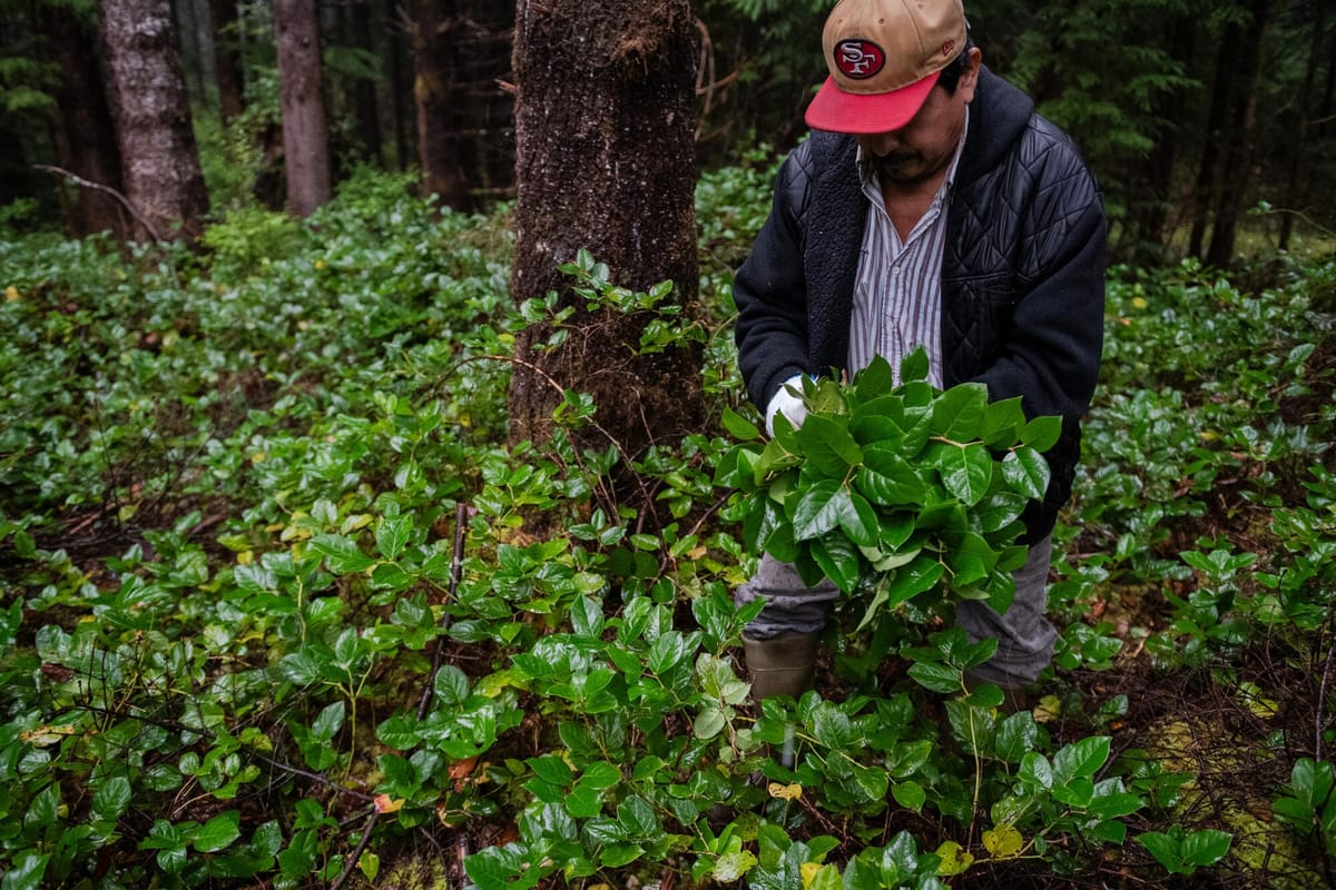 Migrant brush pickers face risks, few protections in WA woods | Cascade PBS