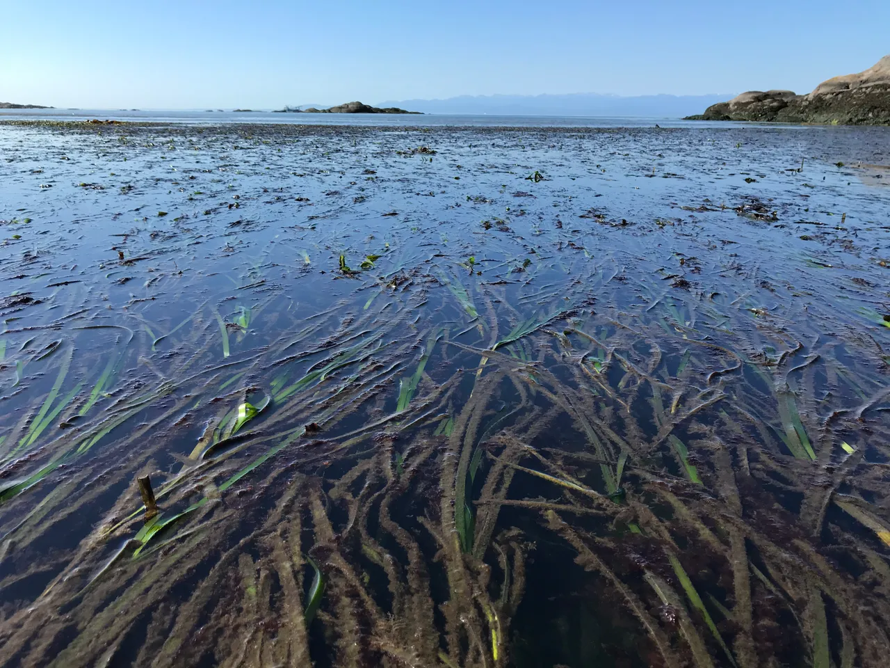 Scientists monitor the loss of vital eelgrass plants in Salish Sea ...