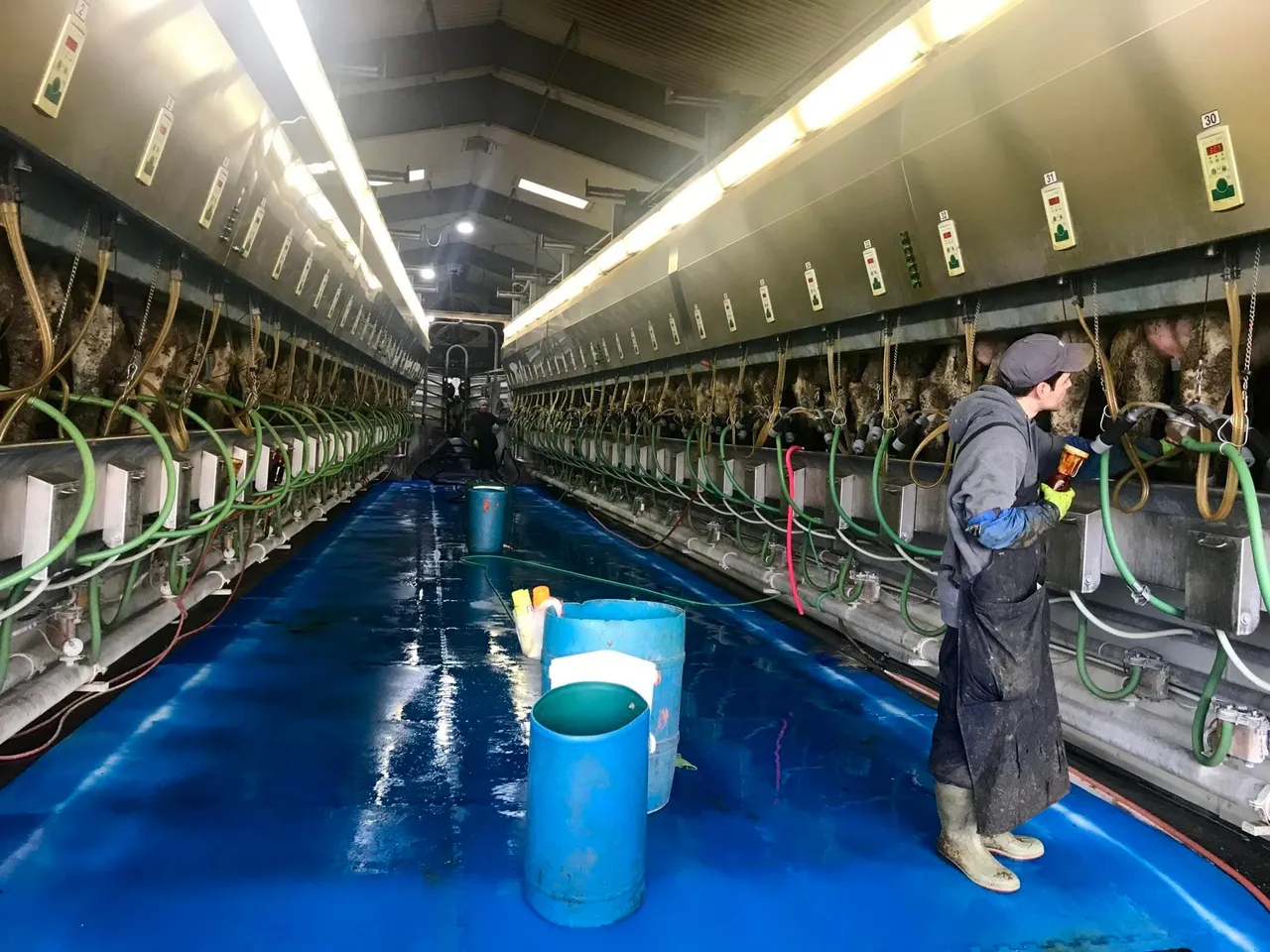 WA dairies must do more to clean up their act, judges rule