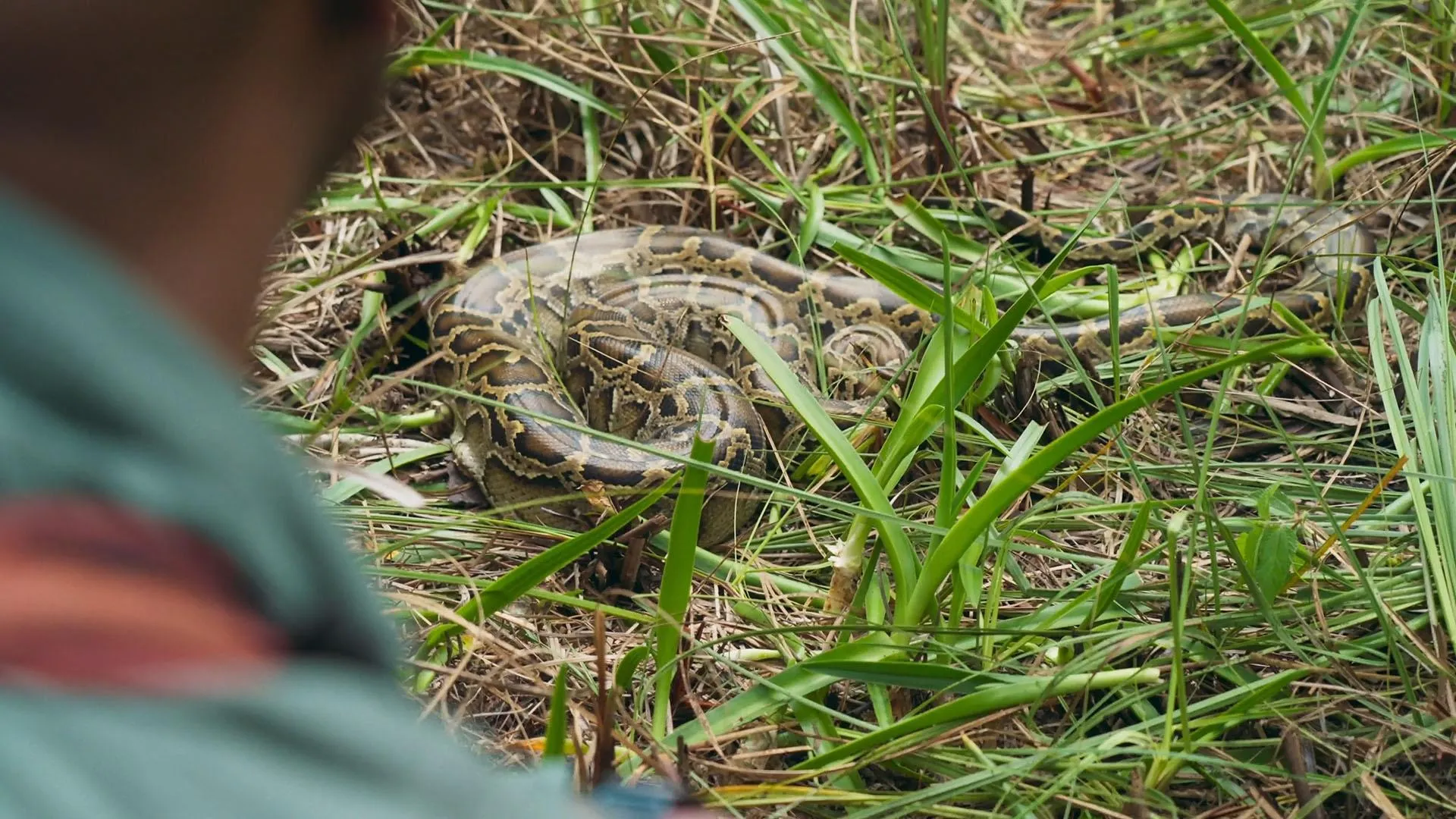 Burmese Python Tracker Tracking a Burmese Python with Biologists in Florida | Cascade PBS