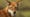 Ethiopian Wolf Vs. Mole Rat