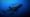 Whale Shark Homecoming | WILD HOPE
