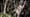 Tiny Bush Baby Hunted by Dangerous Genet