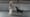 A Day at a Canine Freestyle Dance Class