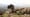 Heart of the Wilderness: Wyoming's Wind River
