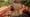 Sustainable Walnut Farm