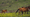 Meet Portugal's 20,000-Year-Old Wild Horses