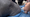 Manatees: Conserving a Marine Mammal