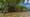 Seagrasses and Mangroves