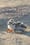 The Piping Plovers of Moonlight Bay