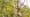 Saving The American Chestnut