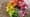 Flowers: Nature’s Rainbow