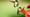 Hummingbirds – Life in Fast Forward