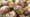 The Peconic Escargot