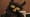 "Owl and Mouse"