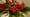 Holidays for Blooms