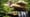 Homes | Fallingwater, Mill Run, PA