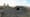 Burrowing Owls, Intertidal Zone, Totality