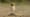 Fun with the Burrowing Owls