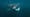 This Gigantic Shark is a Huge Mystery