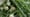 Spring Onions