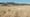 Giant Sacaton Grass