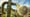 How Saguaro Cacti Store 1000 Gallons of Water