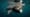 Basking Sharks