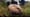 Beaver Fever | WILD HOPE
