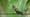 Long-Billed Hermit’s Mating Dance