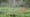 Oh Deer - Dealing with Four-legged Garden Pests