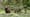 Meet the Most Famous Grizzly in the World