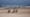 Peru’s Desert Penguins