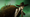 El Silbón: The Deadly Whistler of the Grasslands