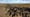 South Dakota Cattle Ranch