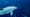 Dolphin Megapod Caught on Camera