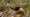 Gardener to Guardian | WILD HOPE