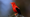 Birds on the Brink | WILD HOPE